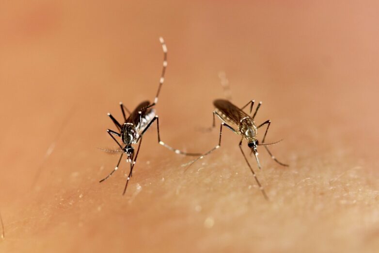 Mosquito genetics may explain why Zika virus outbreaks are rare in ...