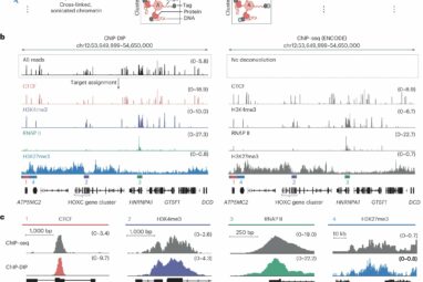 New method maps hundreds of proteins in cell nuclei simultaneously