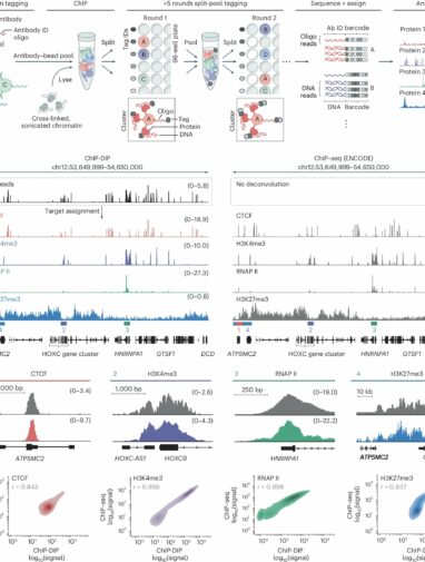 New method maps hundreds of proteins in cell nuclei simultaneously