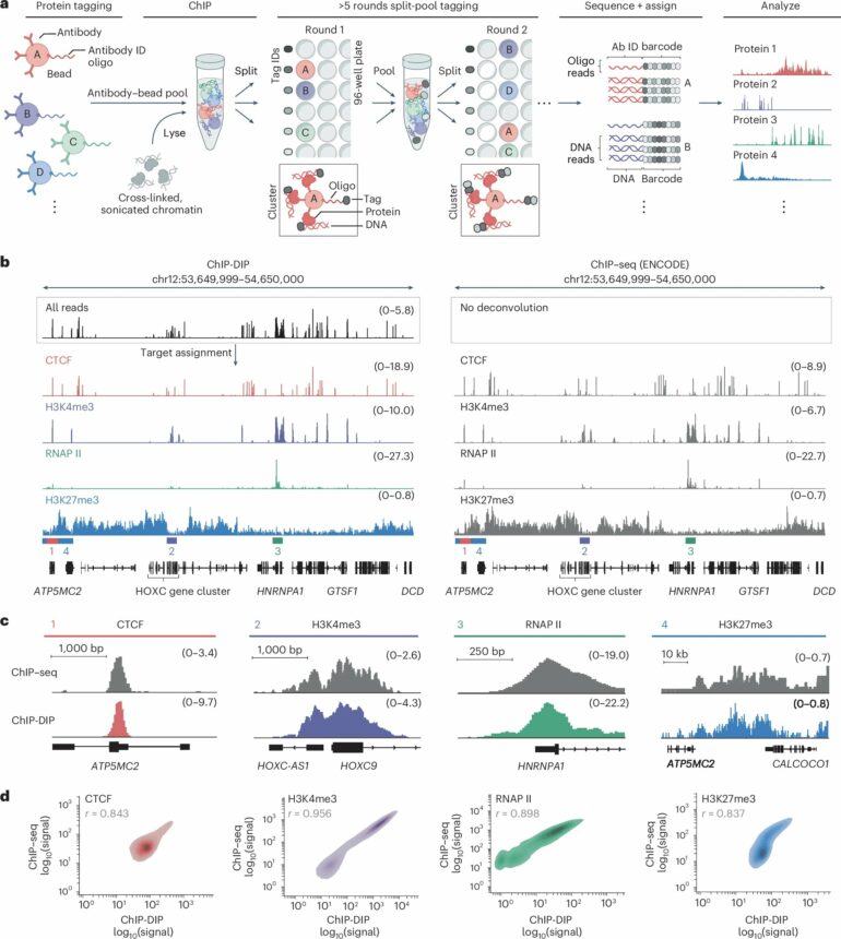 New method maps hundreds of proteins in cell nuclei simultaneously