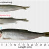 New study documents evolution of fast-growing, fish-eating herring ...