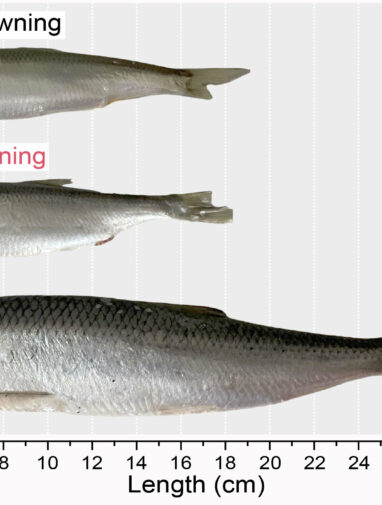 New study documents evolution of fast-growing, fish-eating herring ...