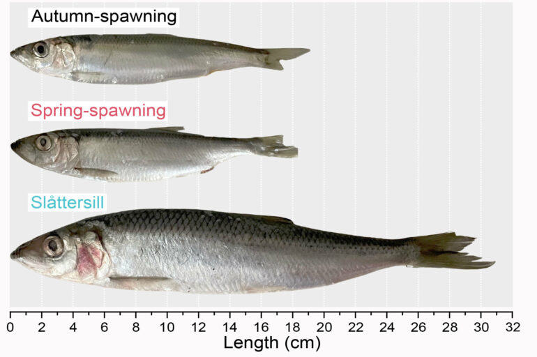 New study documents evolution of fast-growing, fish-eating herring ...