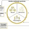 New theory of flexible multimodal synchrony advances understanding ...