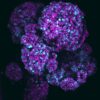 Novel organoid mimics all three key cell types of pancreas to ...