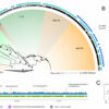 Ocean microbe's unusual pair of enzymes may boost carbon storage