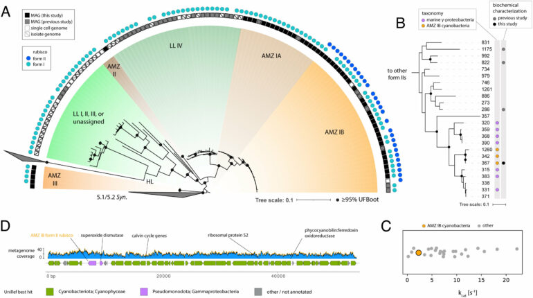 Ocean microbe's unusual pair of enzymes may boost carbon storage