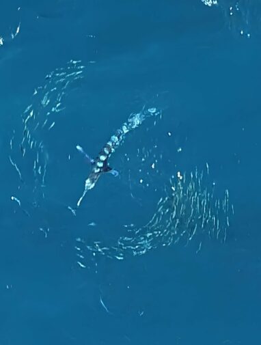 Ocean showdown: How marlin and sardines outsmart each other