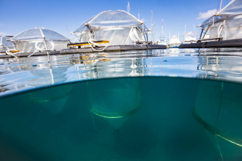 Plankton study investigates how marine food webs respond to ...