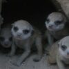 Power comes at a price: Meerkat matriarchs' pups face health ...