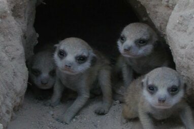 Power comes at a price: Meerkat matriarchs' pups face health ...