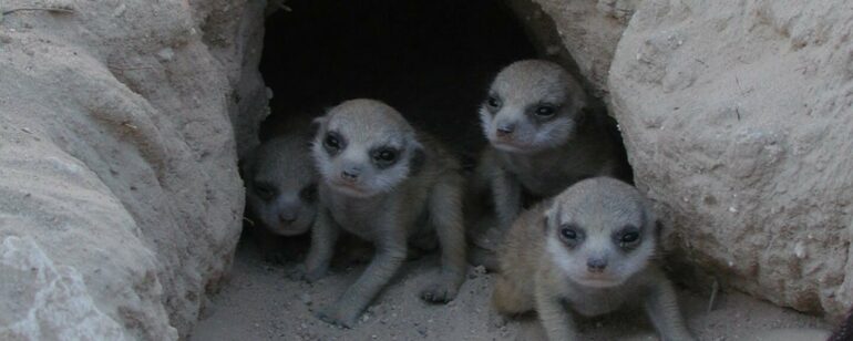 Power comes at a price: Meerkat matriarchs' pups face health ...