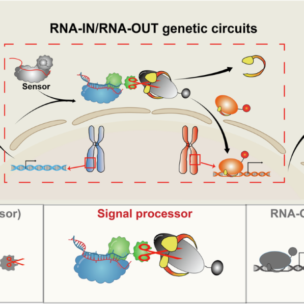 High-resolution and programmable RNA-IN and RNA-OUT genetic ...