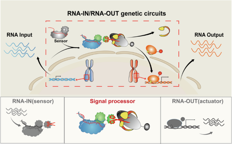 High-resolution and programmable RNA-IN and RNA-OUT genetic ...