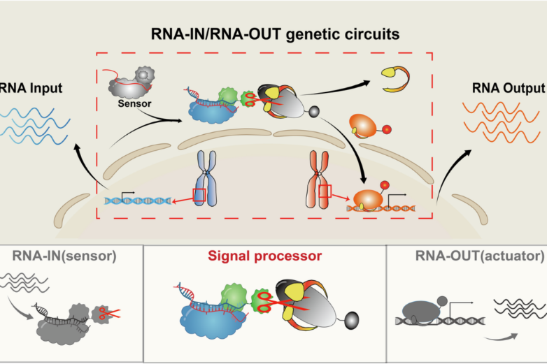 High-resolution and programmable RNA-IN and RNA-OUT genetic ...