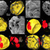 Rare fossil embryos show early Ecdysozoa development in Cambrian era