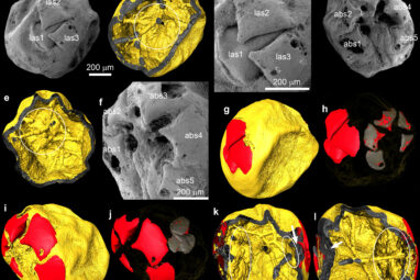 Rare fossil embryos show early Ecdysozoa development in Cambrian era