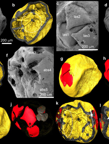 Rare fossil embryos show early Ecdysozoa development in Cambrian era