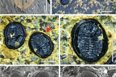 Rare whitefly fossils found in New Zealand shed light on ancient ...