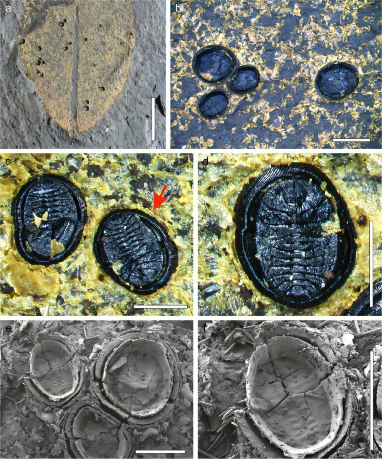 Rare whitefly fossils found in New Zealand shed light on ancient ...