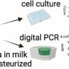 Refrigerated raw milk harbors infectious flu virus for 5 days ...