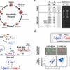 Reprogrammed yeast cells enhance drug delivery precision