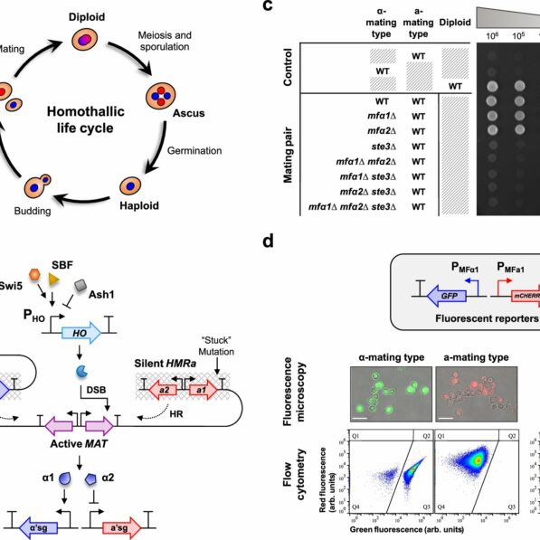 Reprogrammed yeast cells enhance drug delivery precision