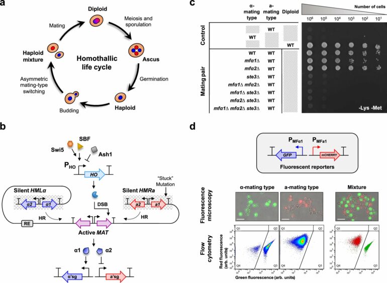 Reprogrammed yeast cells enhance drug delivery precision