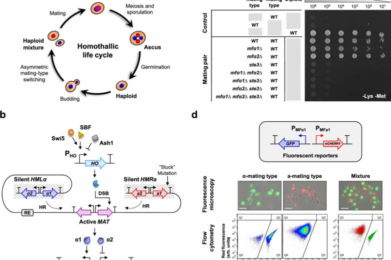 Reprogrammed yeast cells enhance drug delivery precision