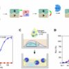 Researchers develop tool to fast-track measurement of protein ...