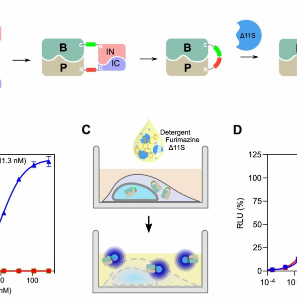 Researchers develop tool to fast-track measurement of protein ...