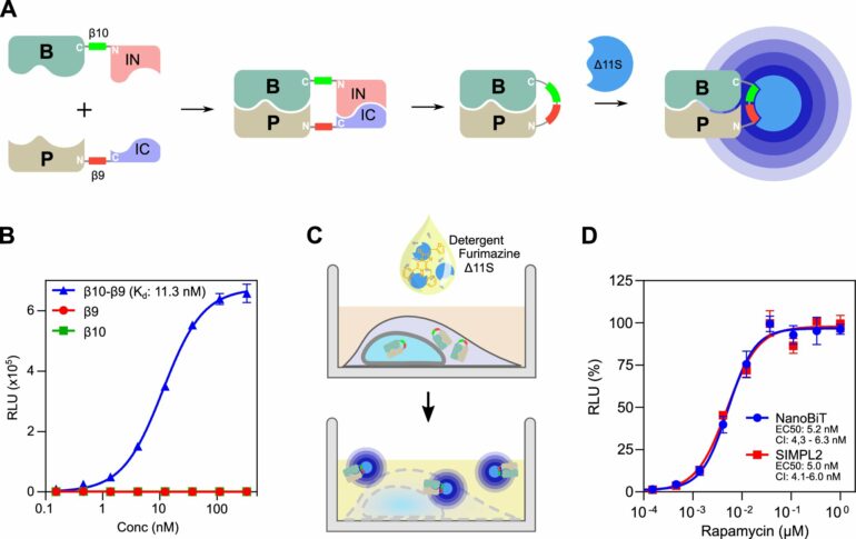 Researchers develop tool to fast-track measurement of protein ...