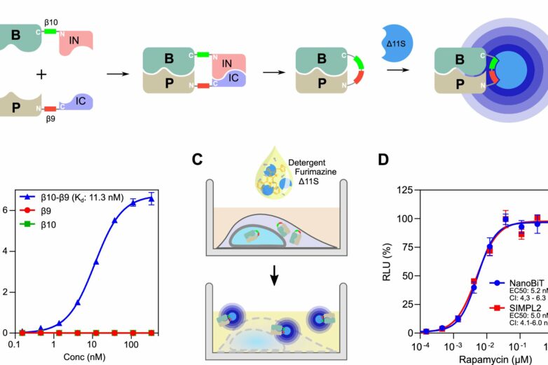 Researchers develop tool to fast-track measurement of protein ...