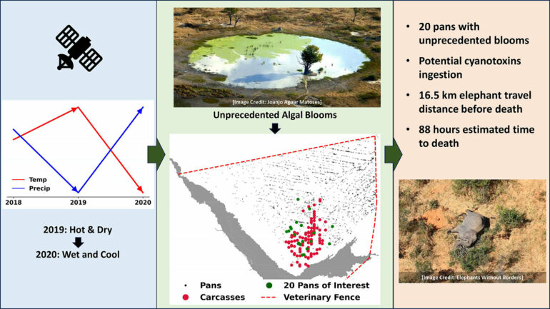 Satellite evidence points to climate-induced poisoning of over 300 ...