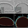 Scientists discover a 'Goldilocks' zone for DNA organization ...