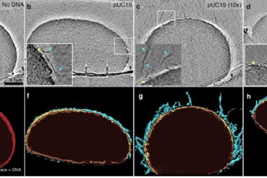 Scientists discover a 'Goldilocks' zone for DNA organization ...