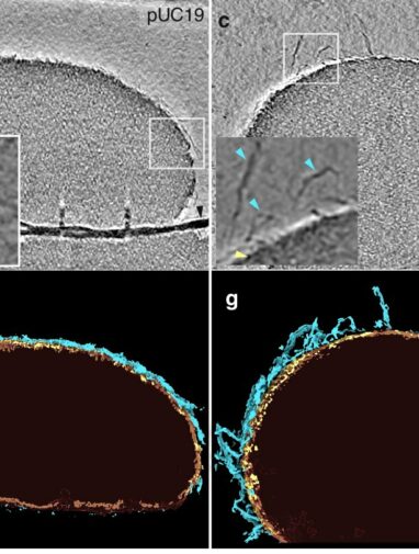 Scientists discover a 'Goldilocks' zone for DNA organization ...