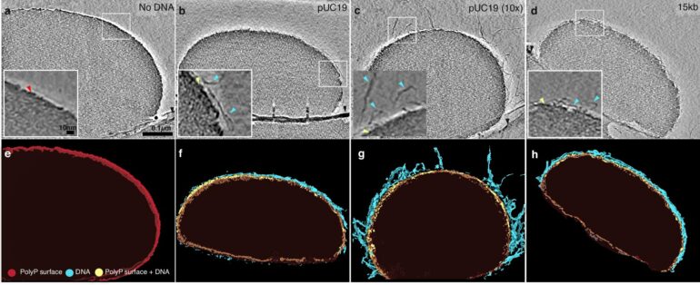 Scientists discover a 'Goldilocks' zone for DNA organization ...