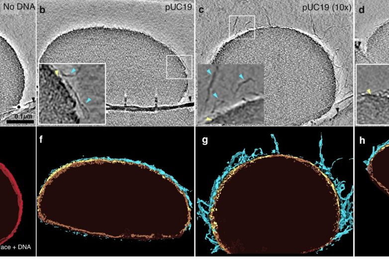 Scientists discover a 'Goldilocks' zone for DNA organization ...