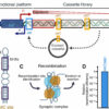 Scientists find vulnerability in antibiotic resistance mechanism