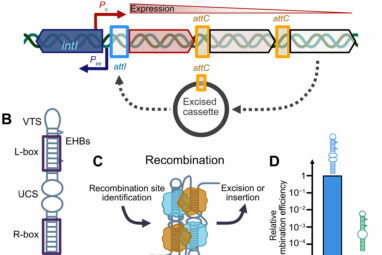 Scientists find vulnerability in antibiotic resistance mechanism