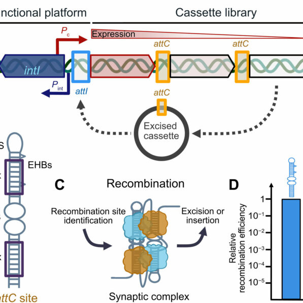 Scientists find vulnerability in antibiotic resistance mechanism