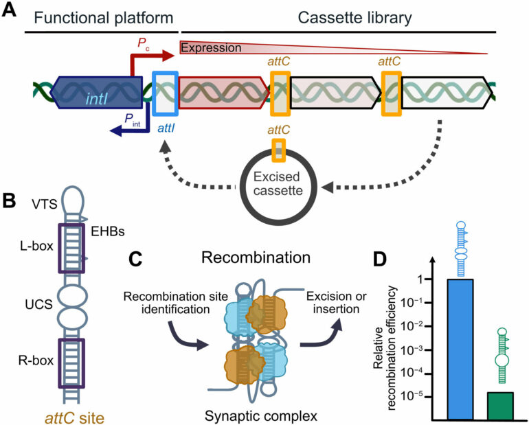 Scientists find vulnerability in antibiotic resistance mechanism