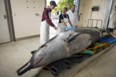 Scientists gather to decode puzzle of the world's rarest whale in ...