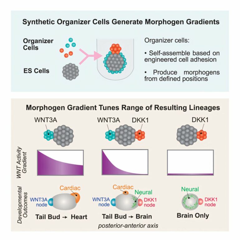 Scientists steer the development of stem cells to regenerate and ...