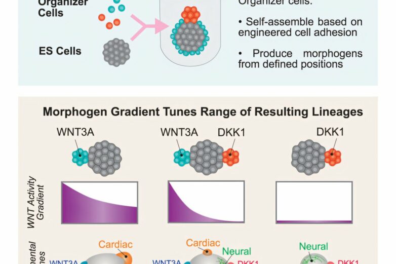 Scientists steer the development of stem cells to regenerate and ...