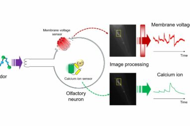 Scientists uncover insights into neuron function by simultaneously ...