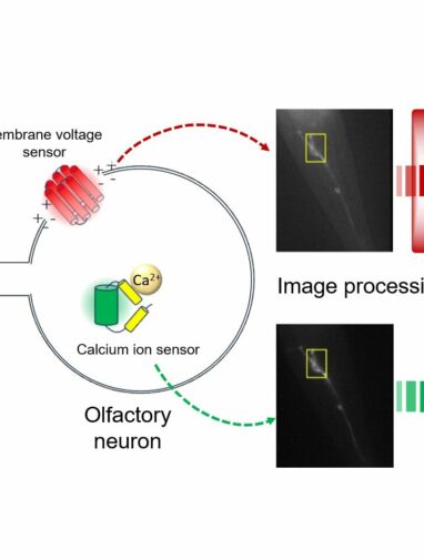 Scientists uncover insights into neuron function by simultaneously ...