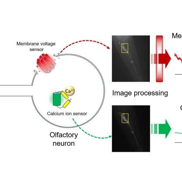 Scientists uncover insights into neuron function by simultaneously ...