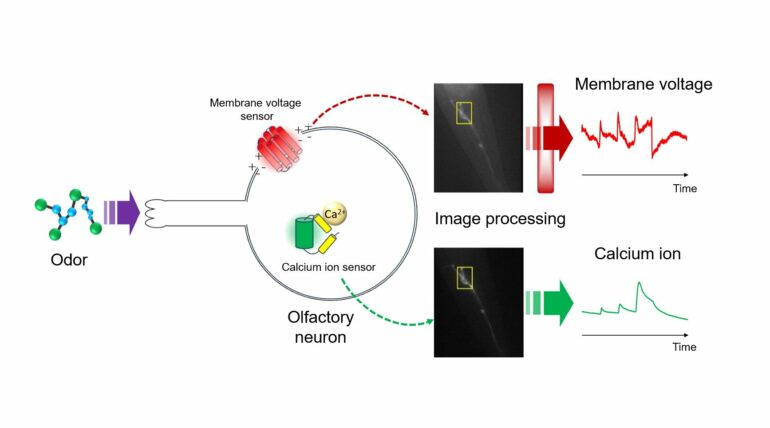 Scientists uncover insights into neuron function by simultaneously ...